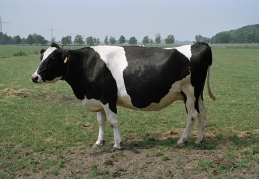 Pet cow dies after getting battered with softballs 