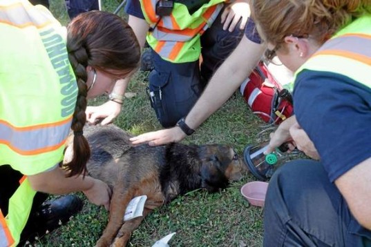 Pet News Oxygen masks