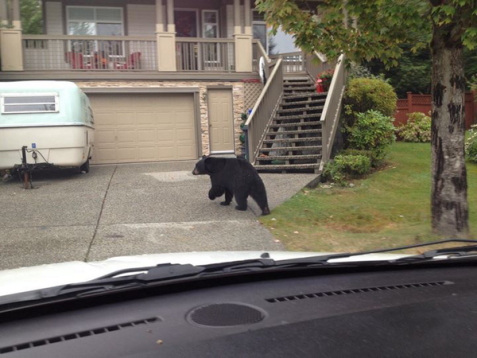 'Bear at door': Mail carrier has best reason ever not to deliver package - Pets - TODAY.com