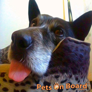 Zack Dog Pets On Board™