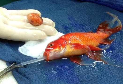 george-the-gold-fish-tumor-surgery