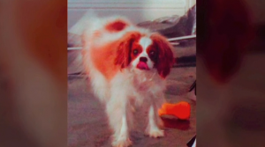 Ebola: Photos of Dallas nurse’s quarantined pet dog released | PetsOnBoard.com