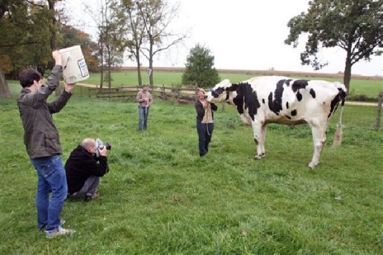 world's tallest cow