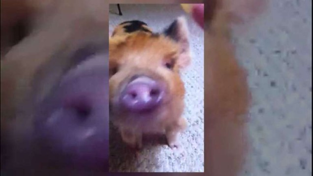 Tucker the pig may be a family pet, but some leaders disagree |PetsOnBoard.com