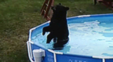bear in pool