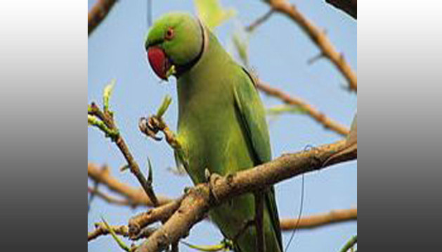 petsonboard parrot