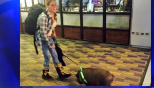 Pet Pig On Plane Kicked Off-Petsonboard.com