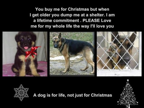 A Dog is for life, not just for Christmas