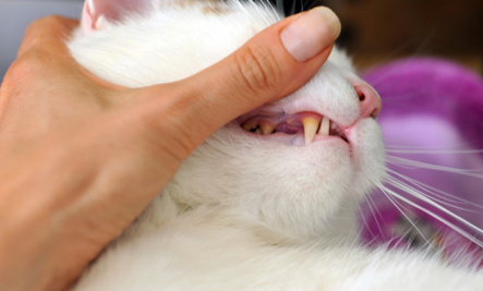 cats clean teeth