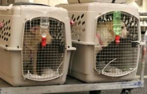 Pet Crated airlines