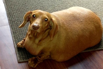 fat dog