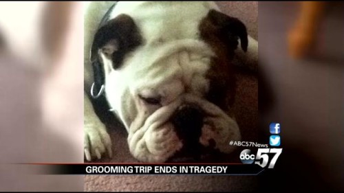 bubba dies at groomers