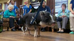 pig
