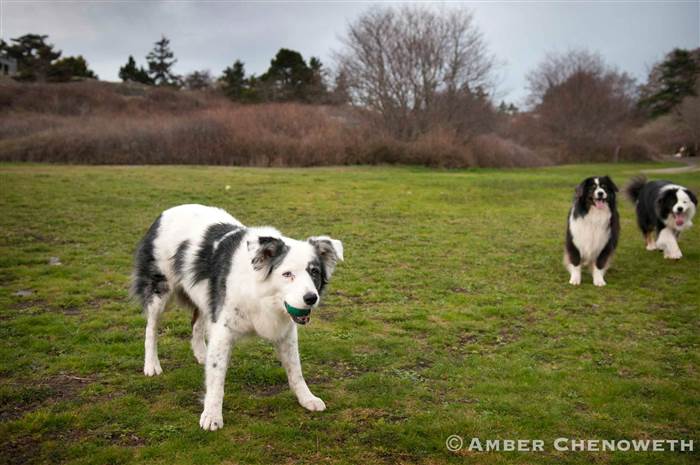 Kathleen Zuidema's dogs play fetch outside