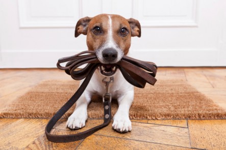 spring cleaning for pet households