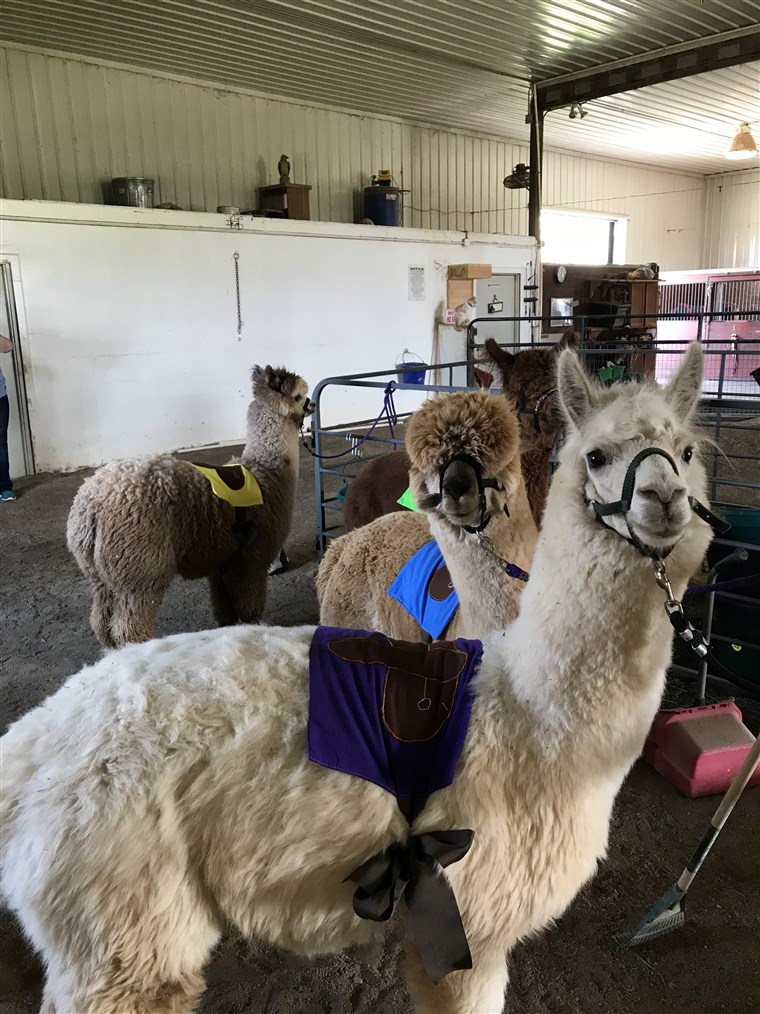 Alpaca Kentucky Derby