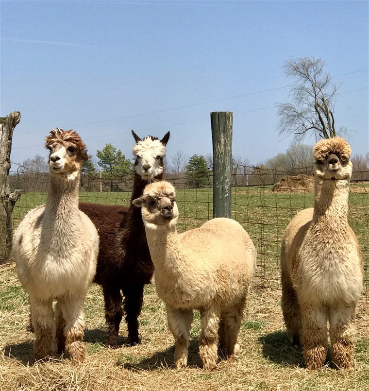 Alpaca Kentucky Derby