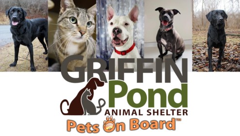 griffin pond animal shelter adoptable dogs