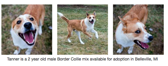 border collie