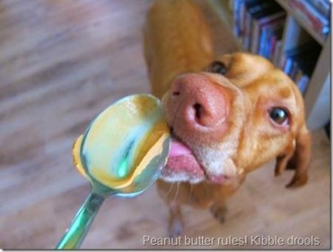 Peanut Butter Toxic for Dogs?